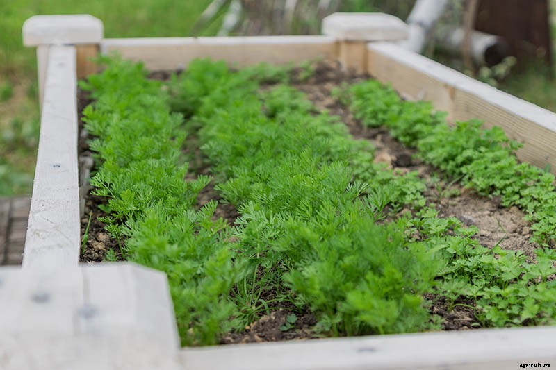 How to Start Your Own Herb Garden