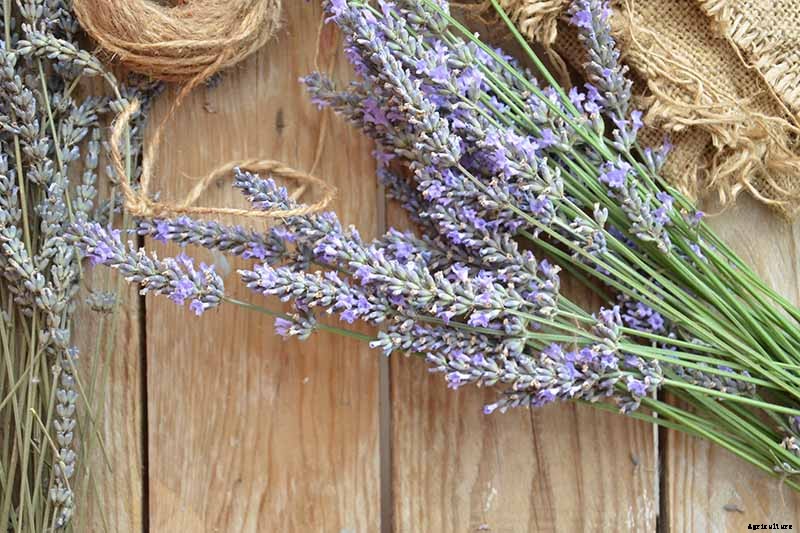 How to Start Your Own Herb Garden