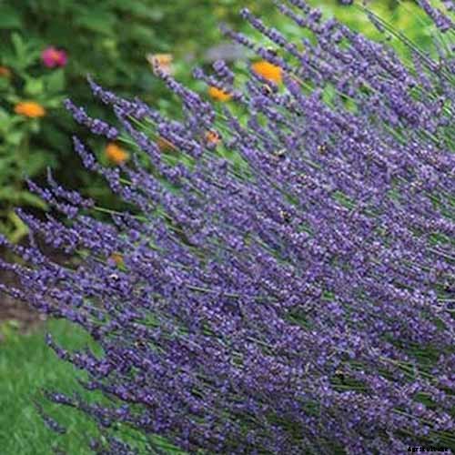 How to Start Your Own Herb Garden