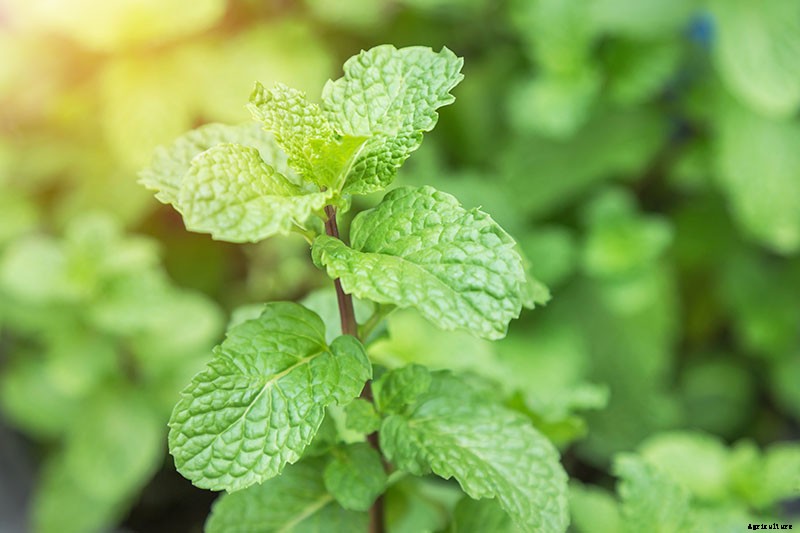 How to Start Your Own Herb Garden