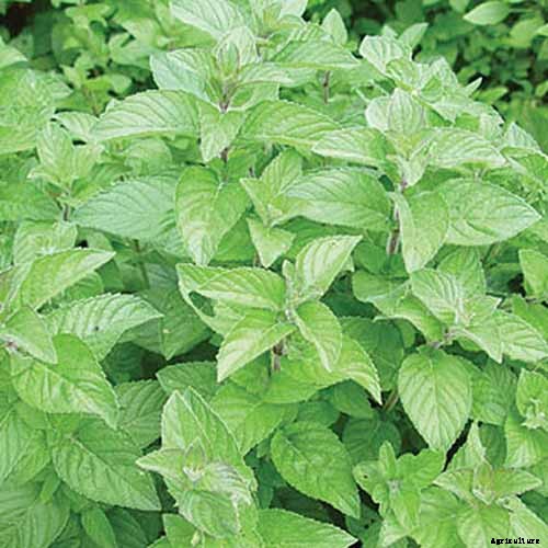 How to Start Your Own Herb Garden