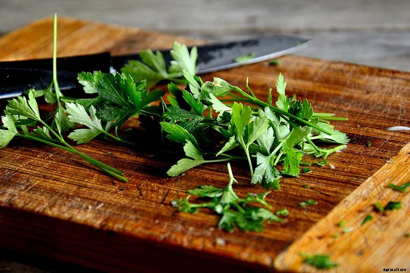 How to Start Your Own Herb Garden