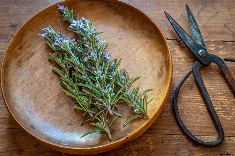 How to Start Your Own Herb Garden