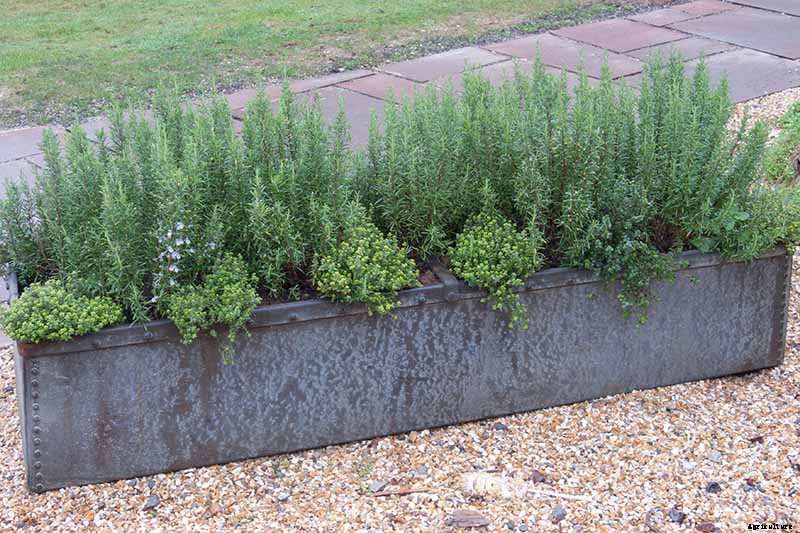 How to Start Your Own Herb Garden