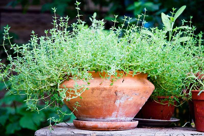How to Start Your Own Herb Garden