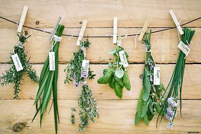 How to Start Your Own Herb Garden