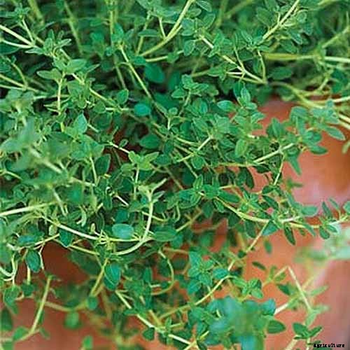 How to Start Your Own Herb Garden