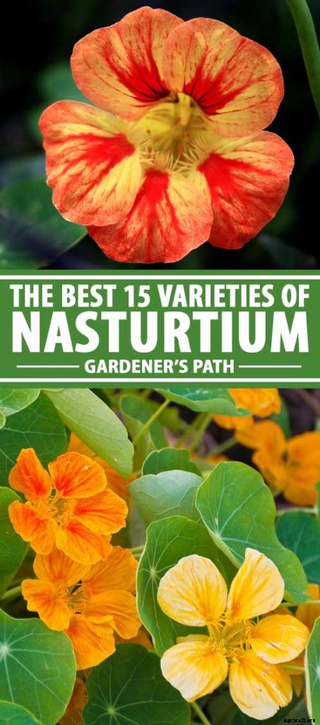15 of the Best Nasturtium Varieties