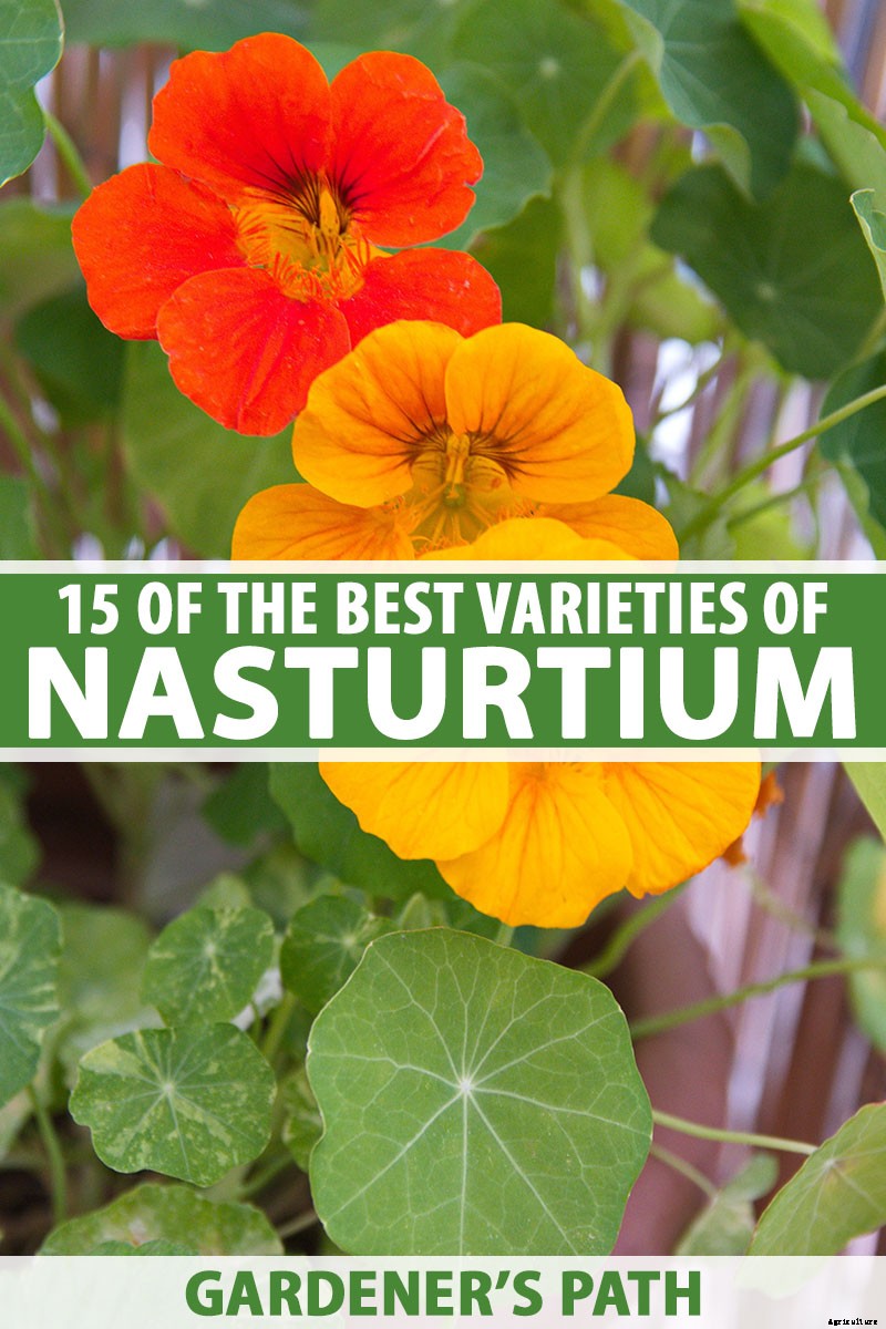 15 of the Best Nasturtium Varieties