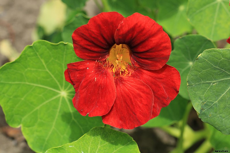 15 of the Best Nasturtium Varieties