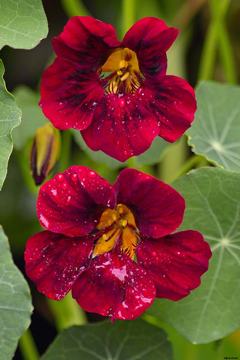 15 of the Best Nasturtium Varieties