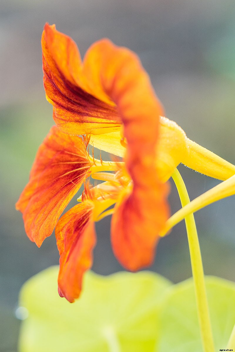 15 of the Best Nasturtium Varieties