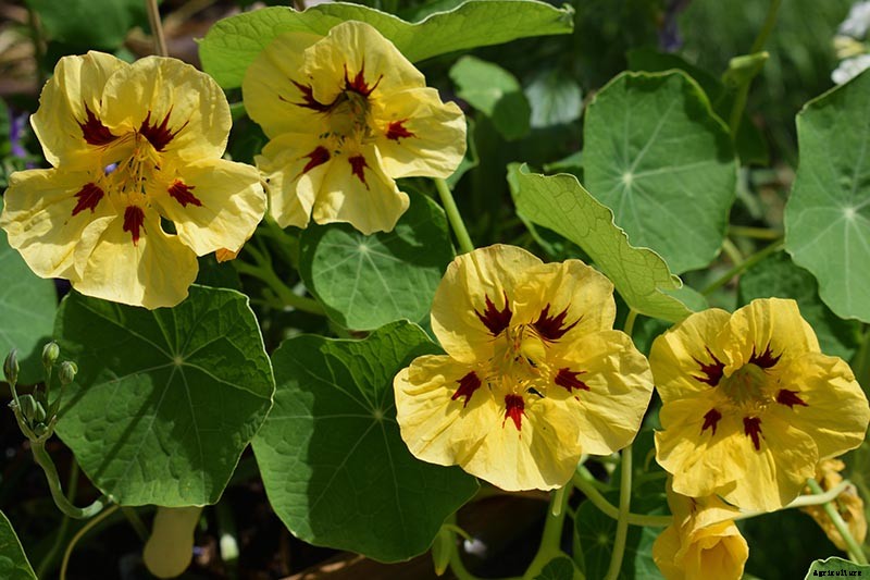 15 of the Best Nasturtium Varieties