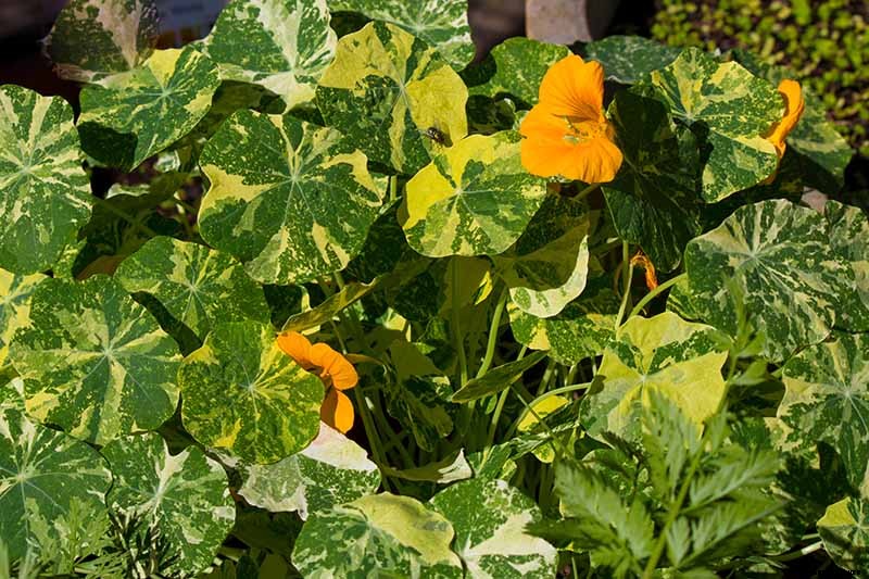 15 of the Best Nasturtium Varieties