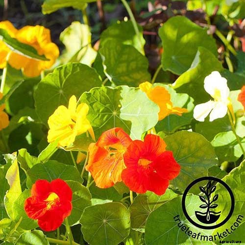 15 of the Best Nasturtium Varieties