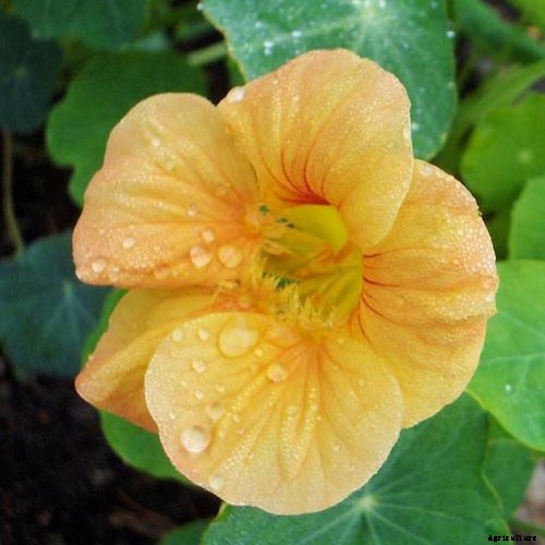 15 of the Best Nasturtium Varieties