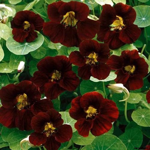 15 of the Best Nasturtium Varieties