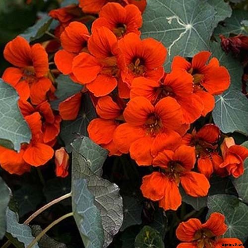 15 of the Best Nasturtium Varieties