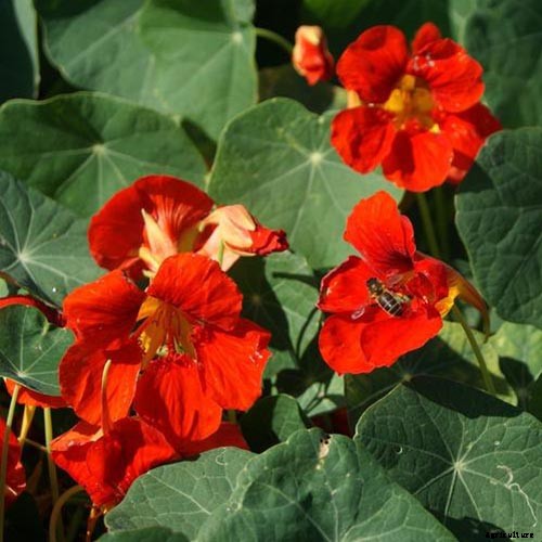 15 of the Best Nasturtium Varieties
