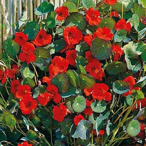 15 of the Best Nasturtium Varieties