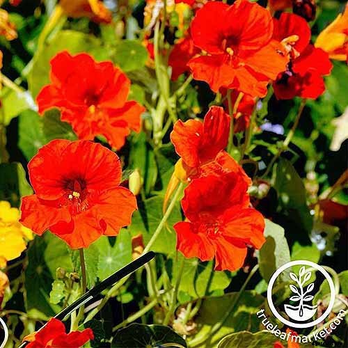 15 of the Best Nasturtium Varieties