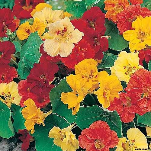 15 of the Best Nasturtium Varieties