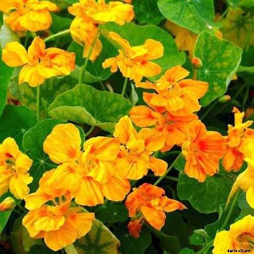 15 of the Best Nasturtium Varieties