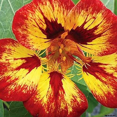 15 of the Best Nasturtium Varieties