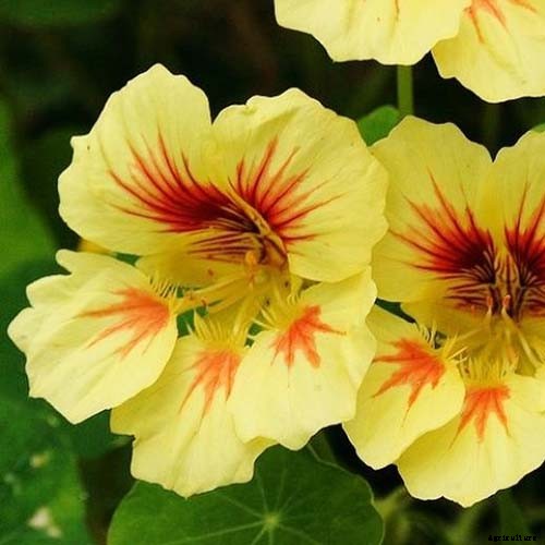 15 of the Best Nasturtium Varieties