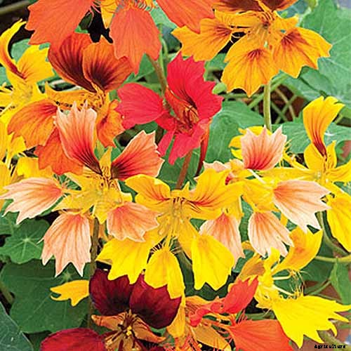 15 of the Best Nasturtium Varieties