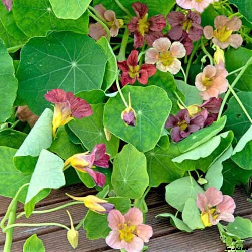 15 of the Best Nasturtium Varieties