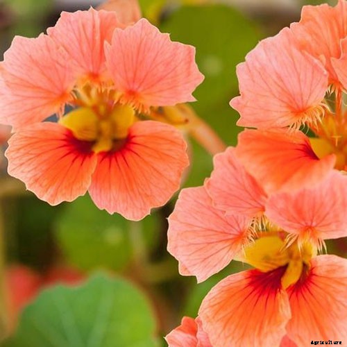 15 of the Best Nasturtium Varieties
