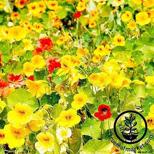 15 of the Best Nasturtium Varieties