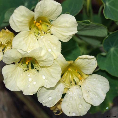 15 of the Best Nasturtium Varieties