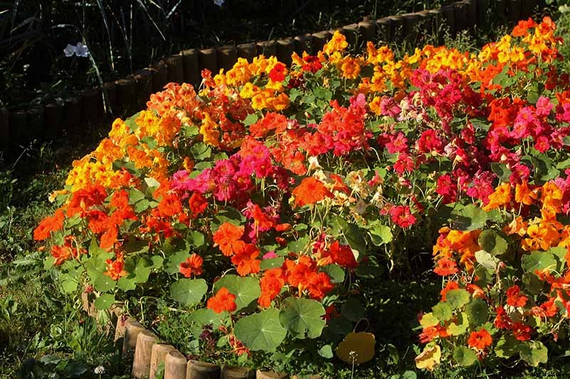 15 of the Best Nasturtium Varieties