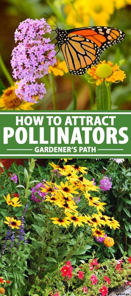 Promoting Pollination by Design: How to Attract Pollinators