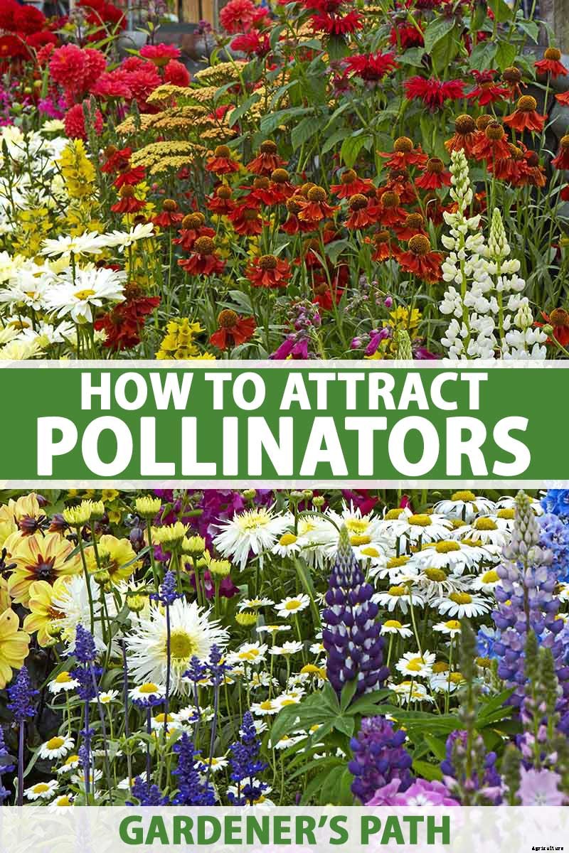 Promoting Pollination by Design: How to Attract Pollinators