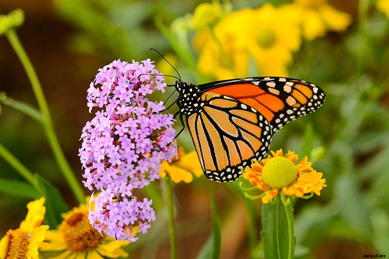 Promoting Pollination by Design: How to Attract Pollinators