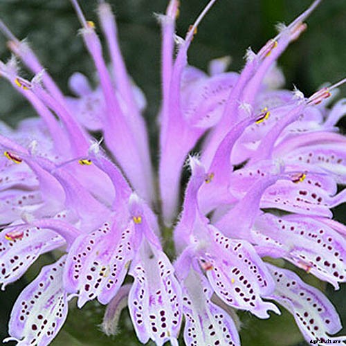 Promoting Pollination by Design: How to Attract Pollinators