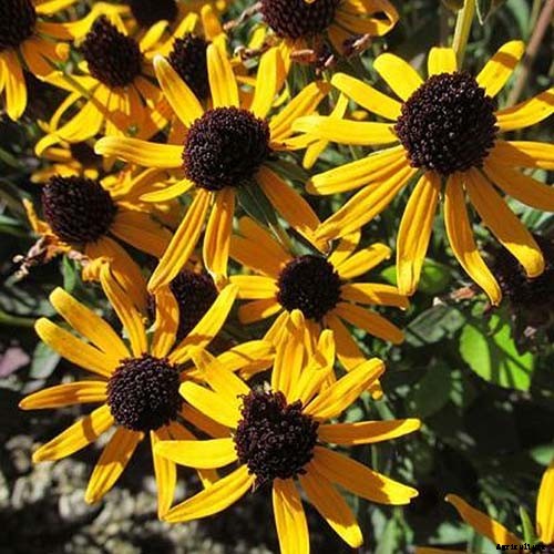 Promoting Pollination by Design: How to Attract Pollinators