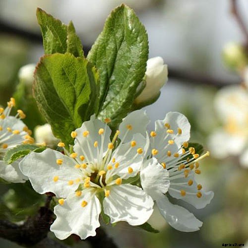 Promoting Pollination by Design: How to Attract Pollinators