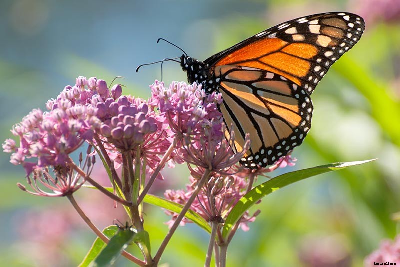 Promoting Pollination by Design: How to Attract Pollinators