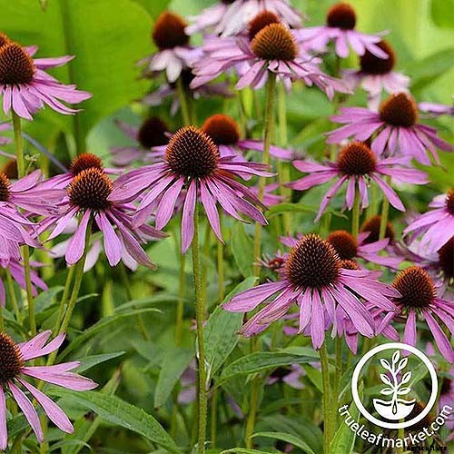 Promoting Pollination by Design: How to Attract Pollinators