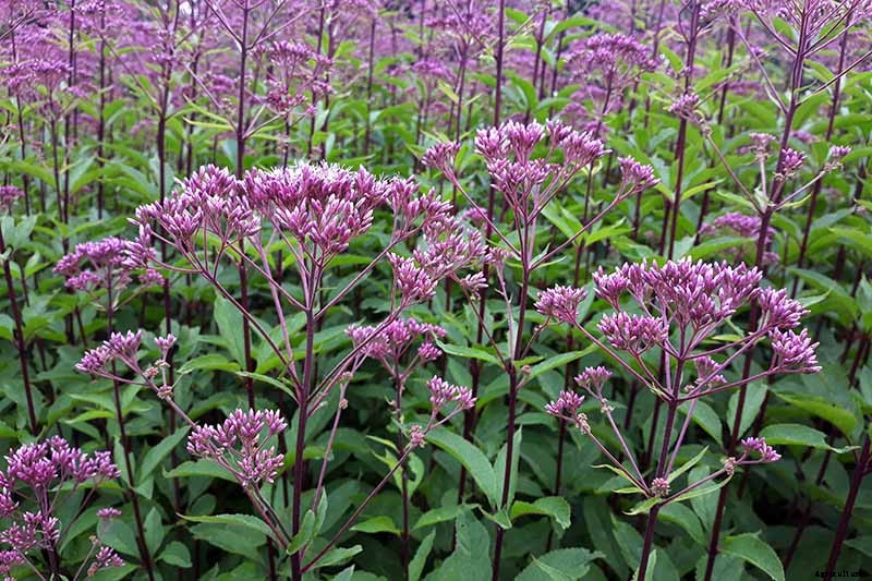 Promoting Pollination by Design: How to Attract Pollinators