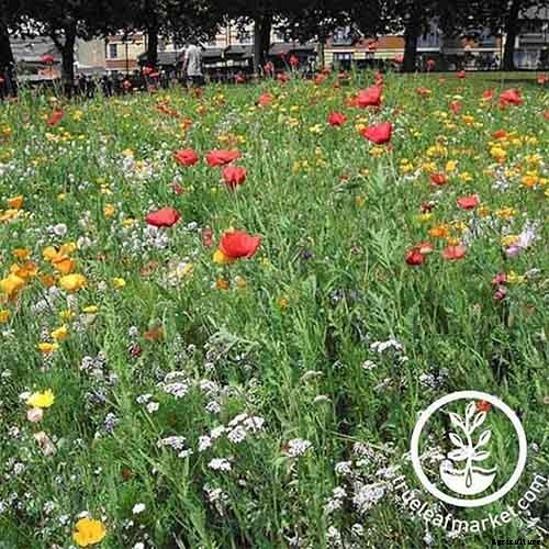 Promoting Pollination by Design: How to Attract Pollinators