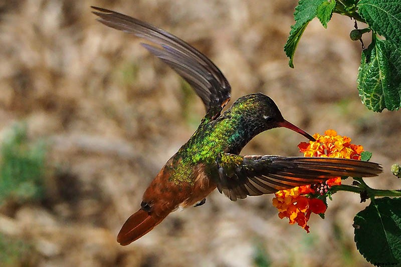 Promoting Pollination by Design: How to Attract Pollinators