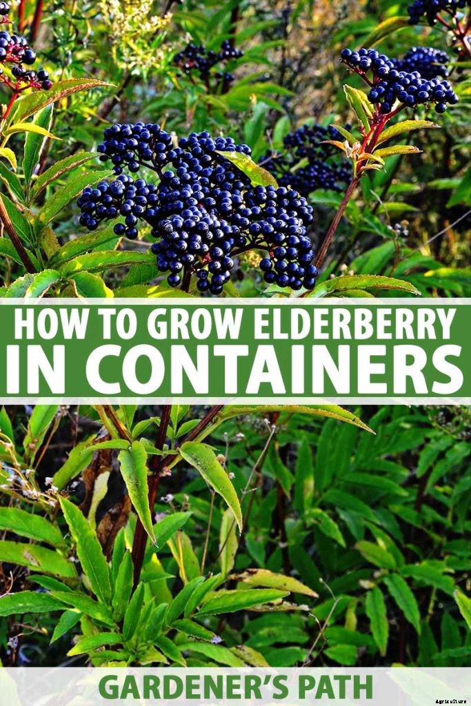 How to Grow Elderberries in Pots and Containers