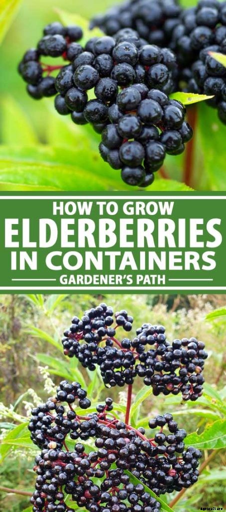 How to Grow Elderberries in Pots and Containers