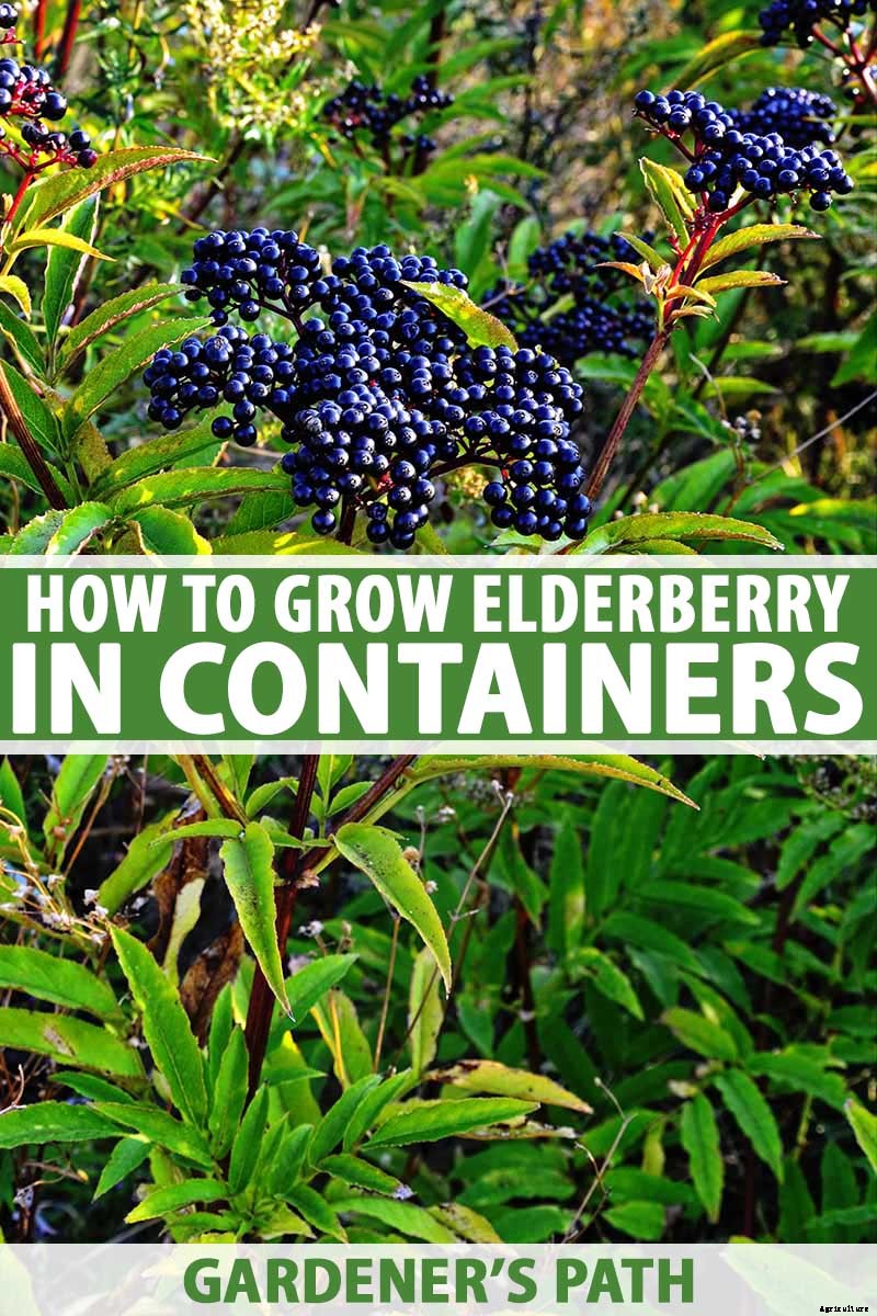 How to Grow Elderberries in Pots and Containers