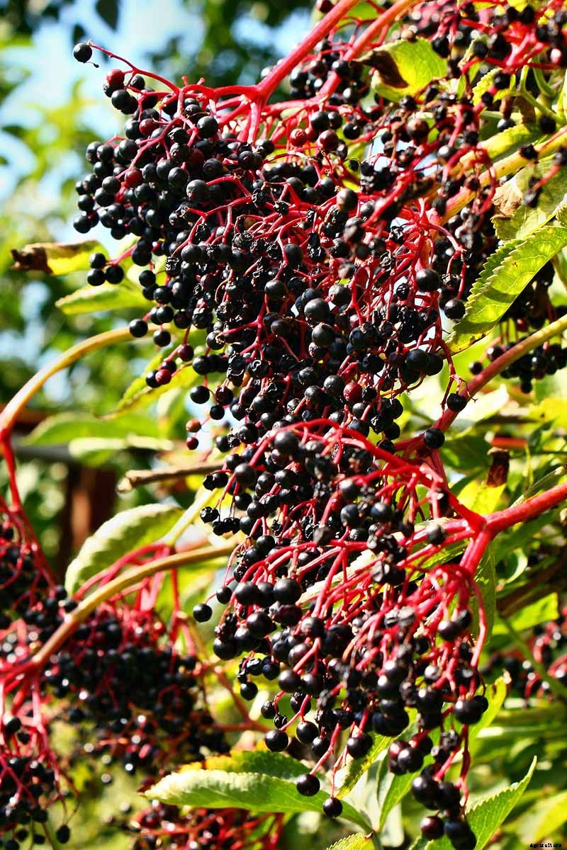 How to Grow Elderberries in Pots and Containers